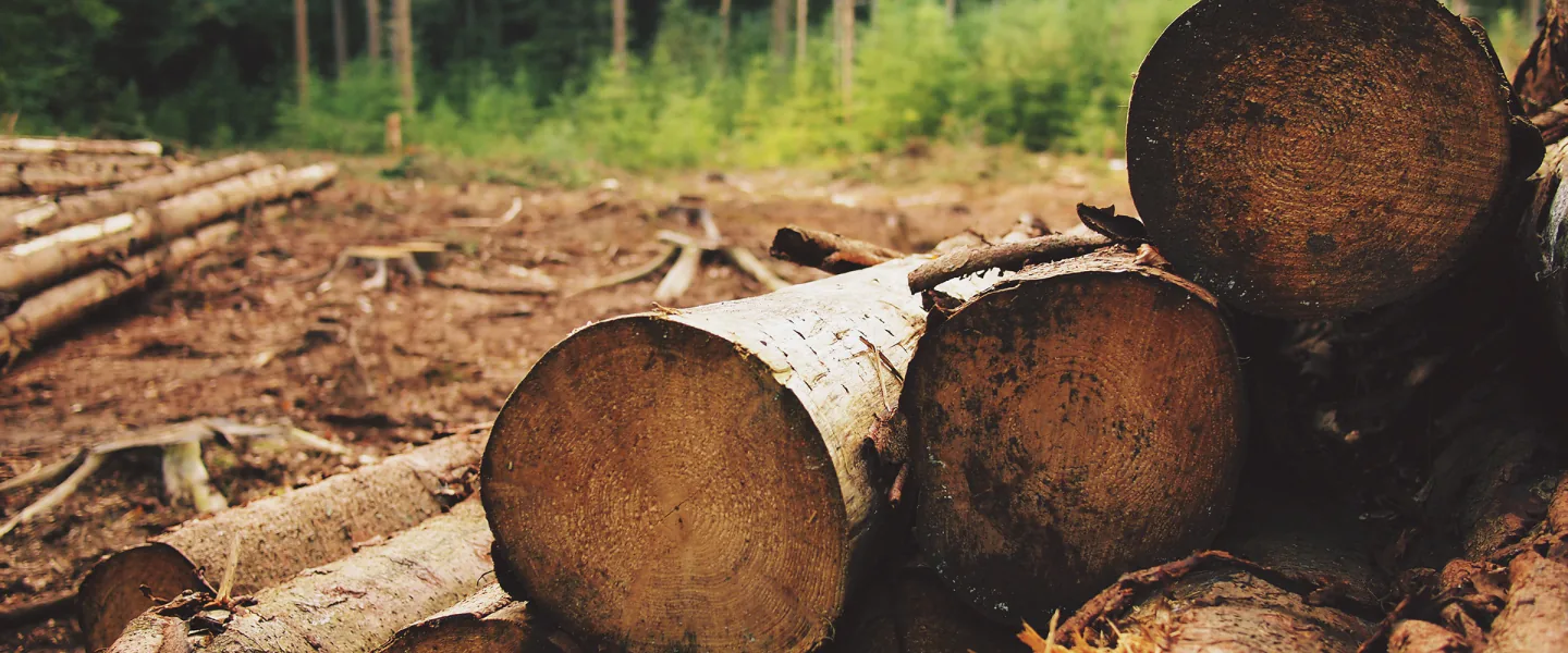 Wood